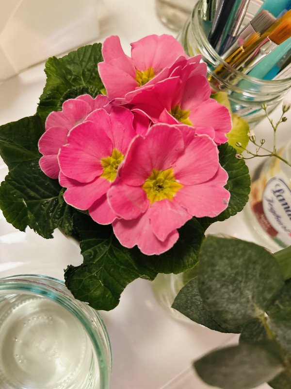 Close-up of a pink primrose surrounded by fresh green leaves