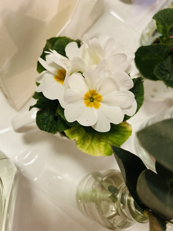 Close-up of a white primrose with a yellow centre